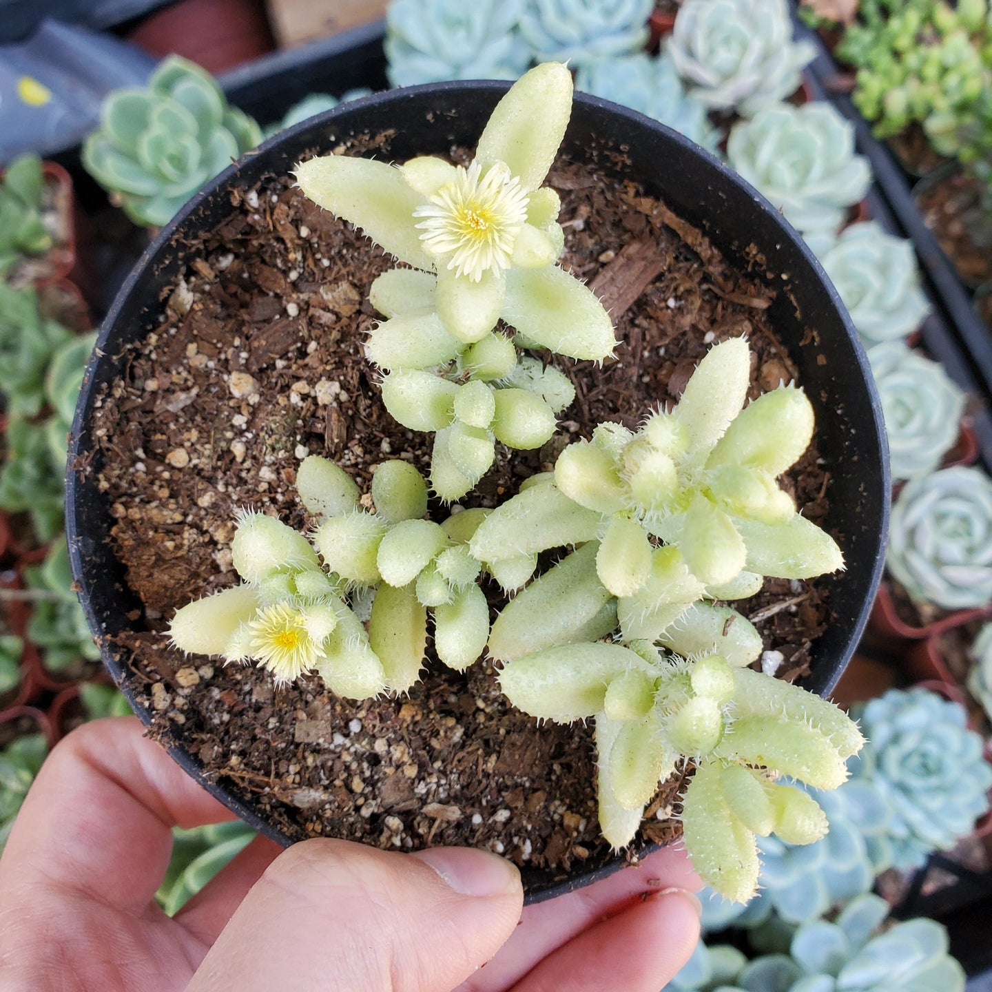 Delosperma Echinatum Variegatum 'Variegated Pickle Plant'